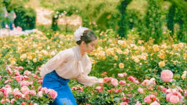 Hành trình của loài hoa biểu tượng hòa bình