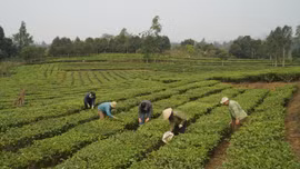 Kiên trì gắn bó với cây trồng truyền thống