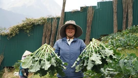 Điều tiết thời vụ, người trồng rau Sa Pa trúng lớn