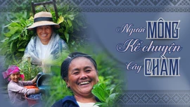 Người Mông kể chuyện cây chàm