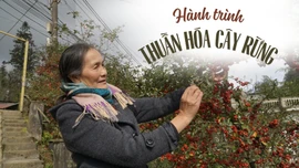 Hành trình thuần hóa cây rừng 