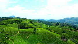 Màu no ấm nơi "thủ phủ" chè Mường Khương