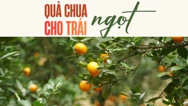 Quả chua cho “trái ngọt”