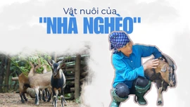 Vật nuôi của nhà nghèo