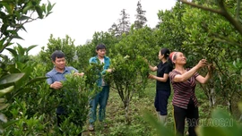 Gieo mầm xanh trên núi đá