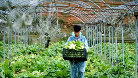 Khám phá những vườn rau tiền tỷ