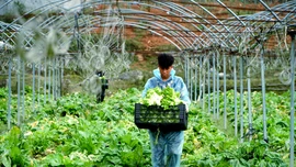 Khám phá những vườn rau tiền tỷ