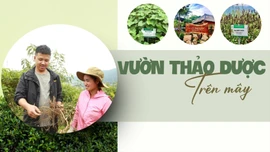 Vườn thảo dược trên mây
