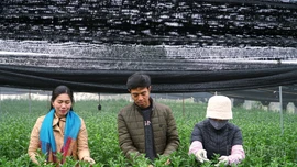 Nhọc nhằn với những mùa hoa