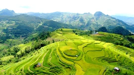 Vẻ đẹp Quán Dín Ngài mùa lúa chín