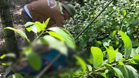 Xã Gia Phú: Một người tử vong do bị điện giật khi hái cau 