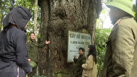 Những bước chân xông đất đại ngàn