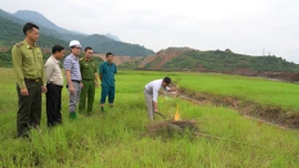 Cần giải pháp hiệu quả hơn để bảo vệ chim di cư