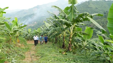 Bảo Yên: Mô hình trồng chuối bước đầu mang lại hiệu quả