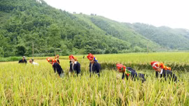 Gam màu sáng trong bức tranh nông nghiệp