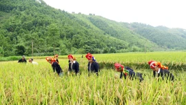 Gam màu sáng trong bức tranh nông nghiệp