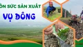 Dồn sức sản xuất vụ đông