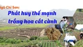 Ngũ Chỉ Sơn phát huy thế mạnh trồng hoa cắt cành