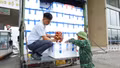 Tạo thuận lợi cho xuất khẩu quả vải tươi