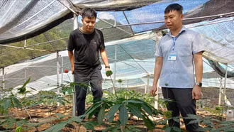 Mù Cang Chải: Tỷ lệ hộ nghèo còn trên 16%