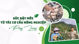 Sức bật mới từ tái cơ cấu nông nghiệp ở Púng Luông