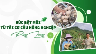 Sức bật mới từ tái cơ cấu nông nghiệp ở Púng Luông