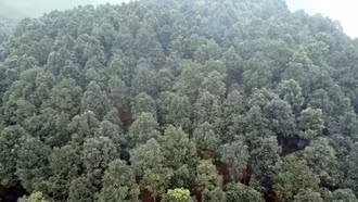 Từ xuất khẩu thô đến thương hiệu tinh dầu quốc tế