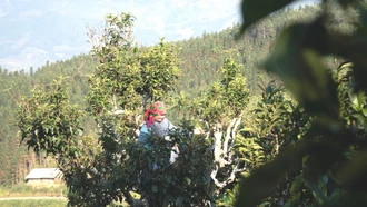 Hồi sinh vùng chè Shan tuyết cổ thụ gắn với chỉ dẫn địa lý