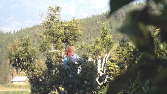 Hồi sinh vùng chè Shan tuyết cổ thụ gắn với chỉ dẫn địa lý