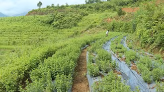 Lời giải thoát nghèo bền vững từ cây dược liệu