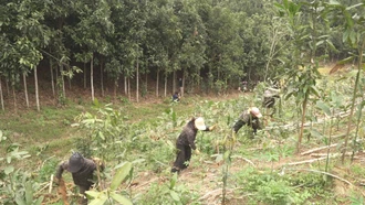 Từ cây cứu đói đến nguyên liệu công nghiệp thực phẩm