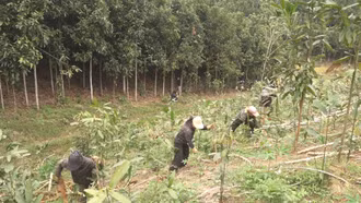 Từ cây cứu đói đến nguyên liệu công nghiệp thực phẩm