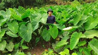 Cây "xóa nghèo" của người Mông vùng cao