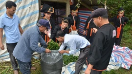 Tăng cường chăm sóc đàn vật nuôi bảo đảm nguồn cung thực phẩm Tết