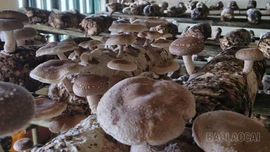 Mường Bo ra mắt sản phẩm nấm hương tươi đầu tiên