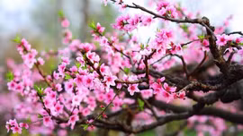 Mình đã về đón xuân