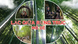 Lạc giữa rừng trúc Mồ Dề