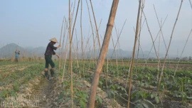 Cầu Thia: Nâng cao giá trị cây trồng vụ đông