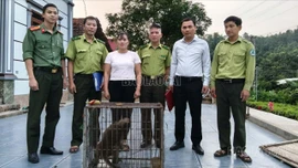 Người dân Lào Cai tự nguyện giao nộp cá thể khỉ đuôi dài quý hiếm