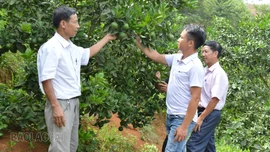 Nông dân Nghĩa Tâm làm giàu từ kinh tế tổng hợp