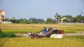 Hành trình “hạt gạo làng ta” vươn ra thế giới