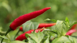 Tương ớt vùng đất thép