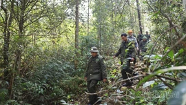 Chú trọng bảo vệ rừng dịp Tết Nguyên đán