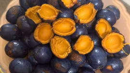 Nhớ mùa cọ ỏm