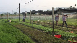 Nỗ lực giảm thiểu phát thải trong trồng trọt