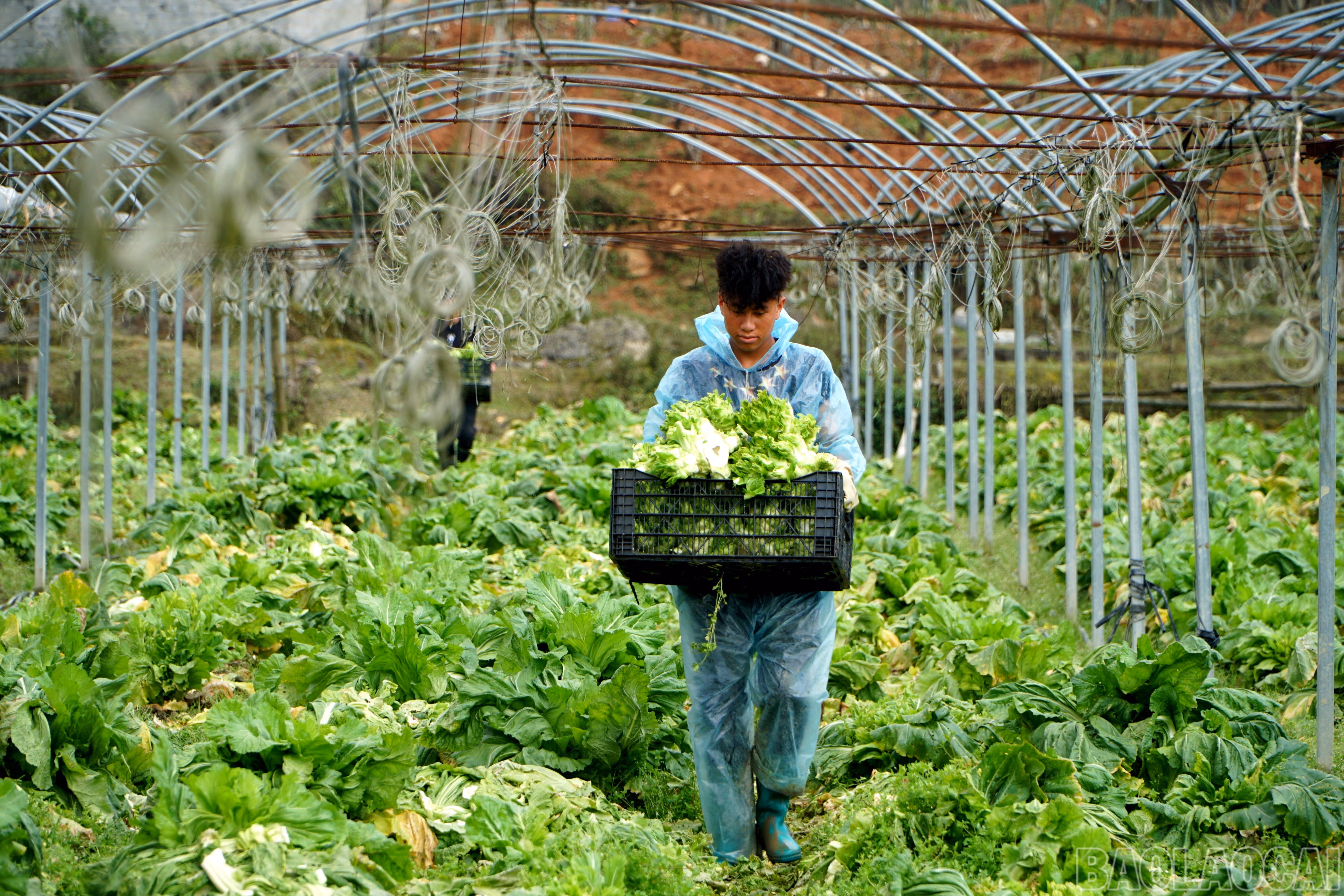 Nông dân xã Tả Phìn, thị xã Sa Pa vận chuyển mầm đá đến nơi tập kết bán cho tư thương.