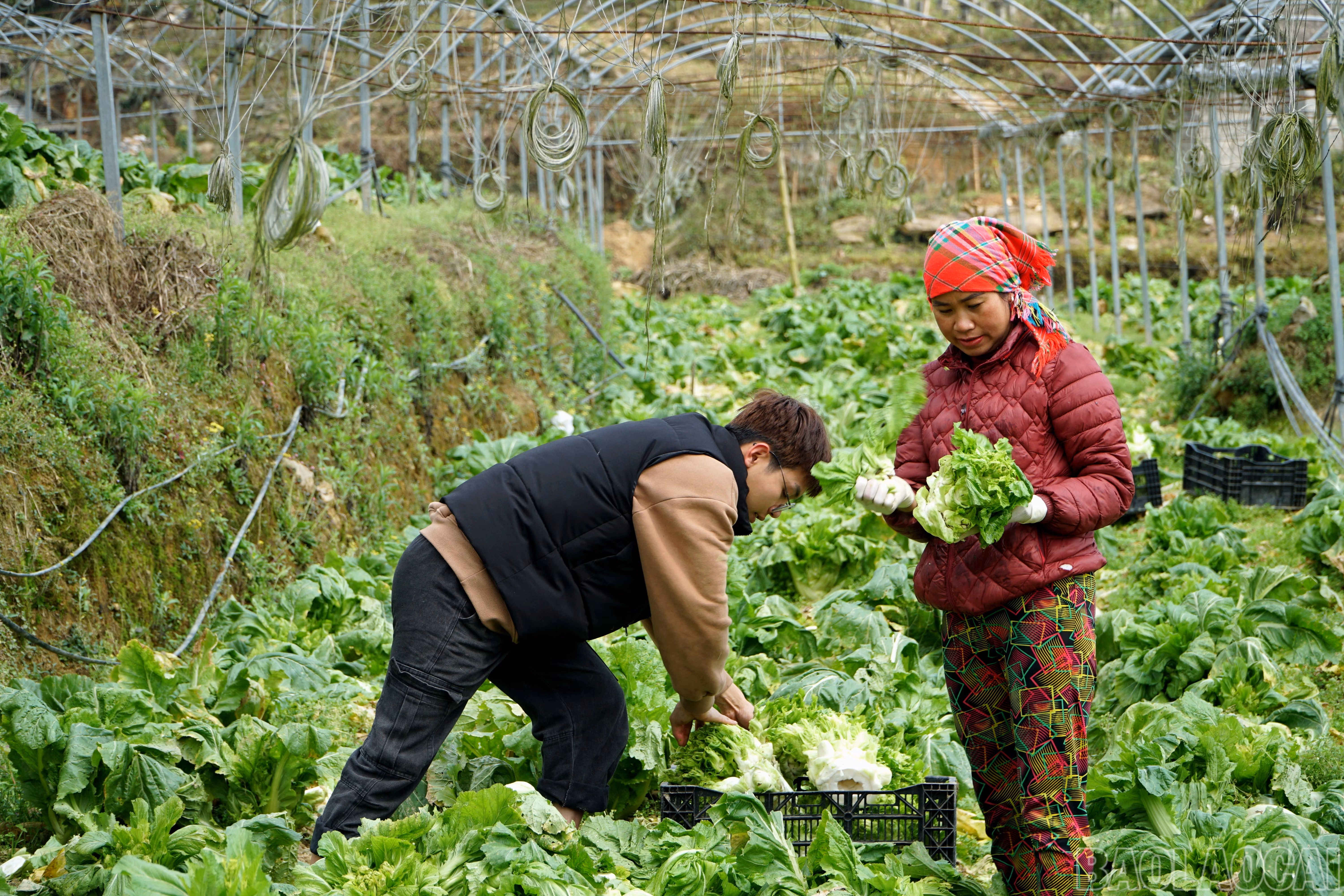Người dân chia sẻ kỹ thuật chăm sóc mầm đá, giống như chăm sóc các loại rau họ cải. Sa Pa vốn là vùng có khí hậu và thổ nhưỡng phù hợp cho mầm đá sinh trưởng nên không cần phải áp dụng nhiều kỹ thuật phức tạp. Quan trọng nhất vẫn là khâu chọn giống và làm đất.