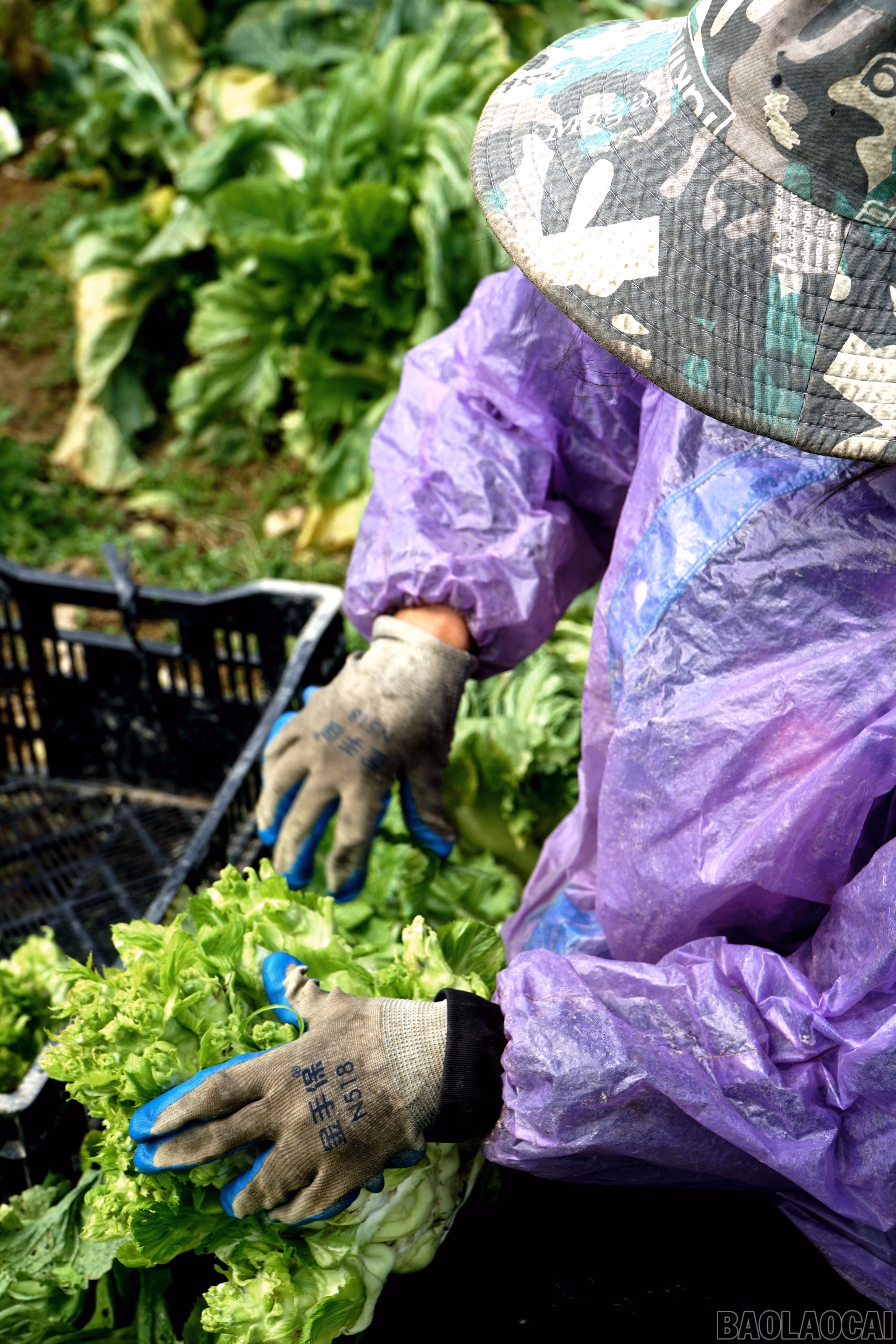 Vụ thu hoạch rau mầm đá tạo việc làm cho lao động địa phương.