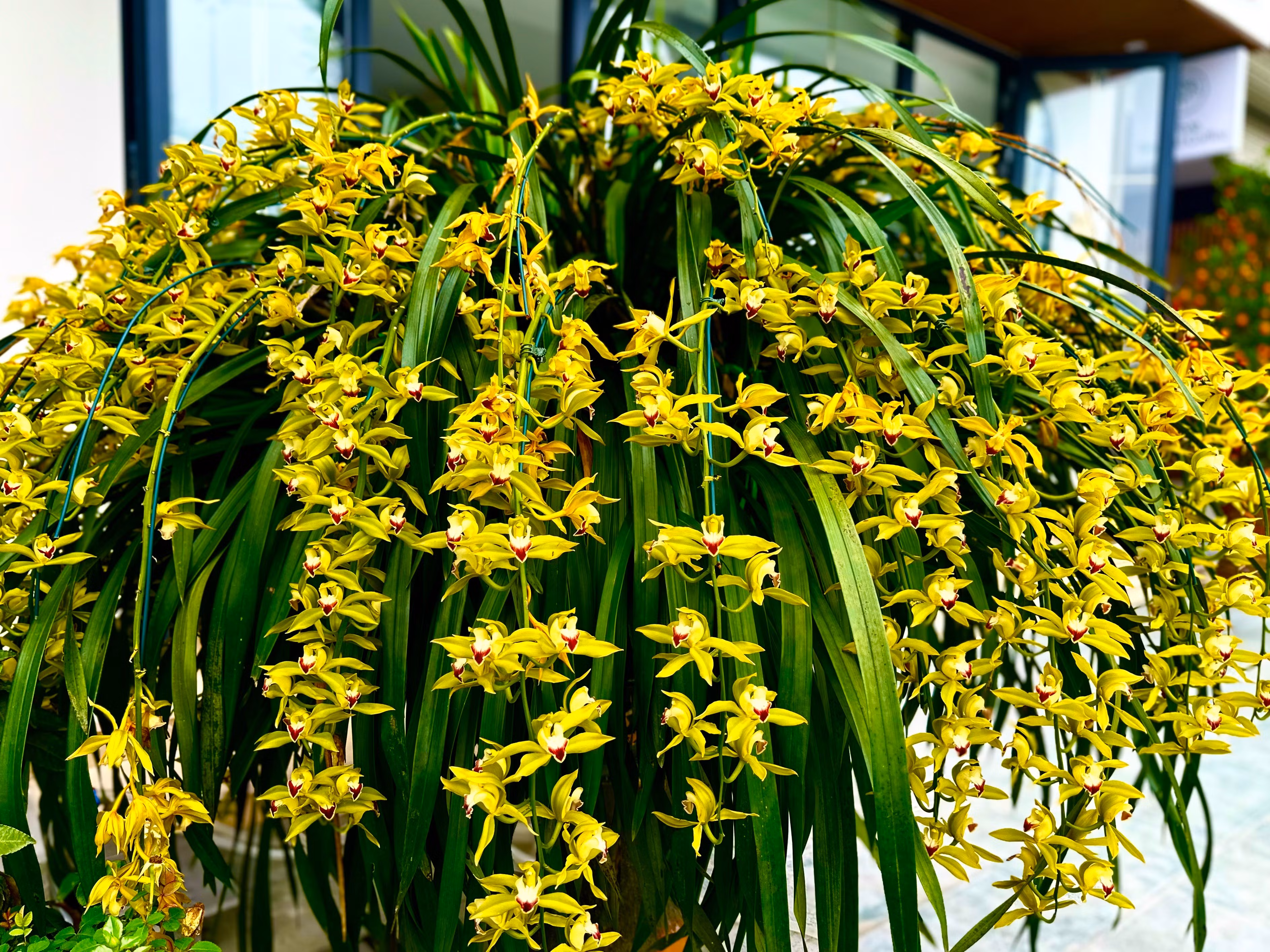 Chậu lan bung nở sau Tết.