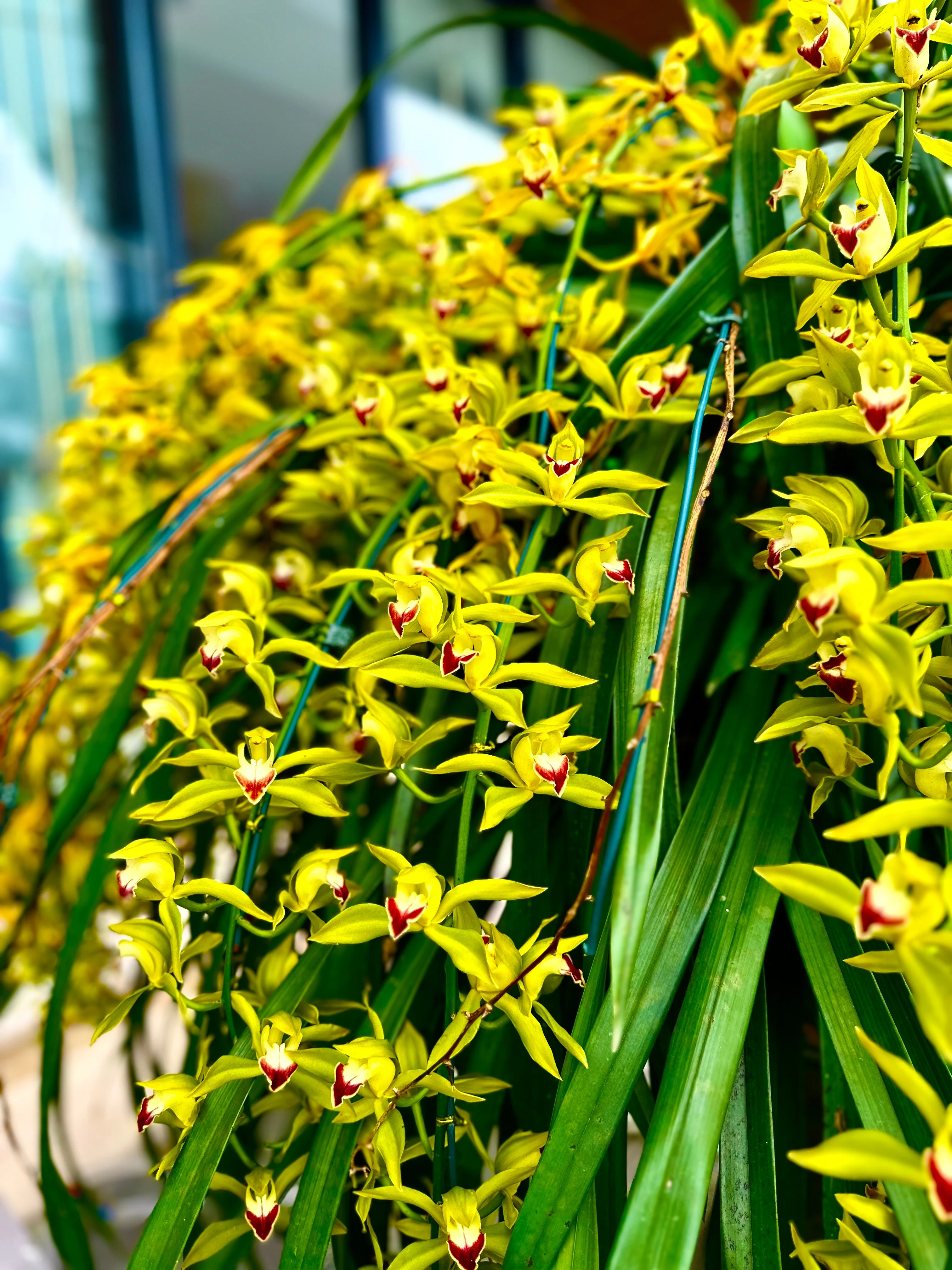 Những cành hoa như thác đổ.